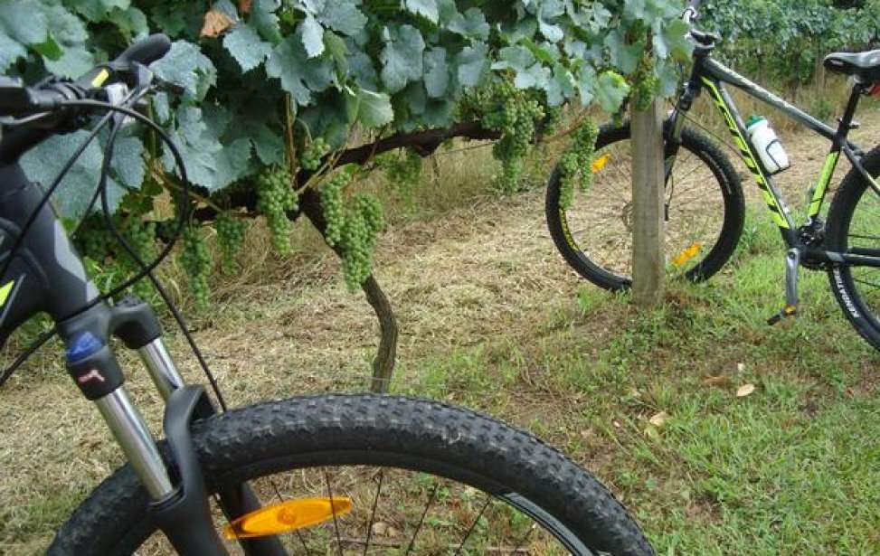 Bikers Rio pardo | Notícia | 3 | Vale dos Vinhedos une cicloturismo, vinhos e gastronomia na Serra Gaúcha