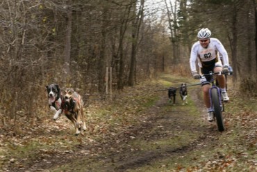 Bikers Rio pardo | Dica | Como lidar com cachorros