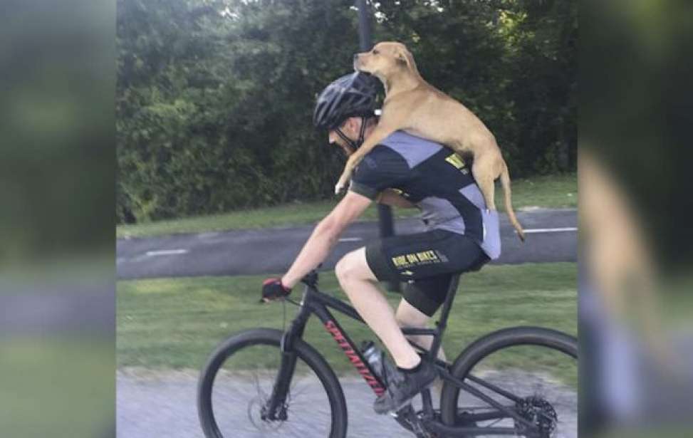 Bikers Rio Pardo | NOTÍCIAS | Ciclista dá carona para cachorrinho atropelado e abandonado