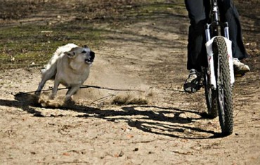Bikers Rio pardo | Dica | O que fazer quando um cachorro corre atrás da sua bicicleta?